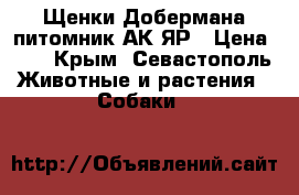 Щенки Добермана питомник АК-ЯР › Цена ­ 1 - Крым, Севастополь Животные и растения » Собаки   